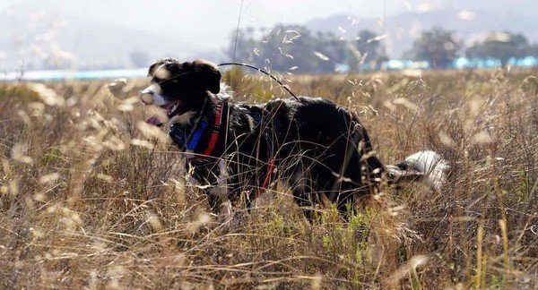 WATCH | Meet Dash and Delta, the two dogs trained to find SA’s very rare dwarf tortoises