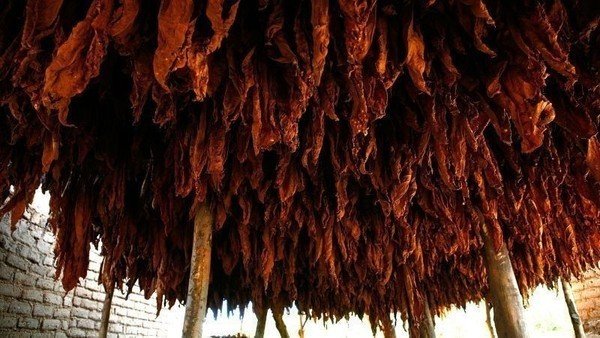 US suspends tobacco imports from Malawi over forced child labor allegations