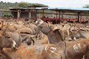 Upper East faces donkey shortage as prices increase