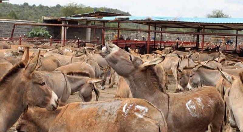 Upper East faces donkey shortage as prices increase