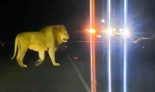 Escaped KZN lion put down after darting efforts fail