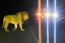 Escaped KZN lion put down after darting efforts fail