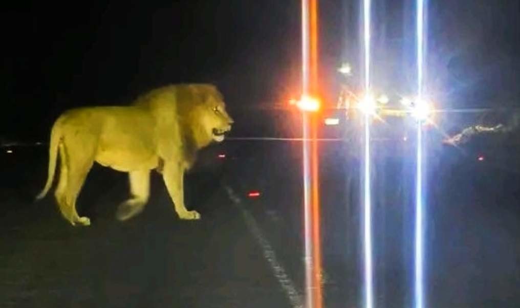 Escaped KZN lion put down after darting efforts fail