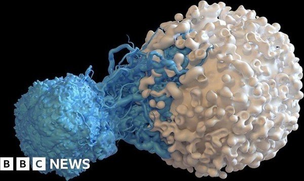 Immune discovery 'may treat all cancer'