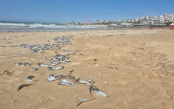 ‘Like Covid for sardines’: Virus likely killed thousands of fish in Eastern Cape