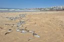 ‘Like Covid for sardines’: Virus likely killed thousands of fish in Eastern Cape