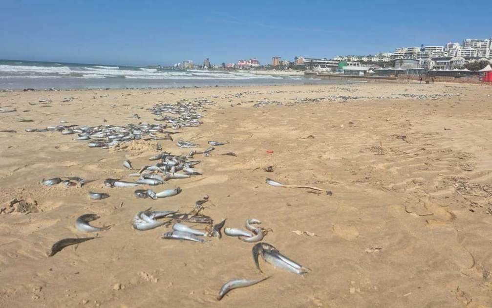 ‘Like Covid for sardines’: Virus likely killed thousands of fish in Eastern Cape