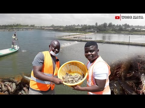 West Africa's Biggest Shrimp Farm (2000 Acres) In Ghana