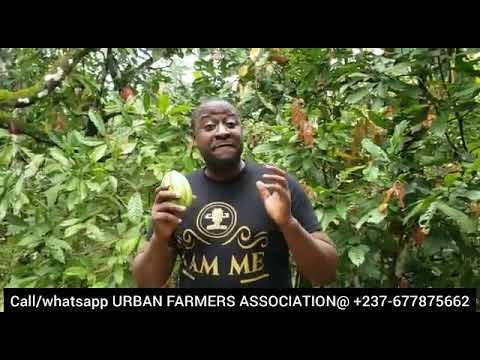 Best small Agriculture Business Ideas & Opportunity in Africa (2021)