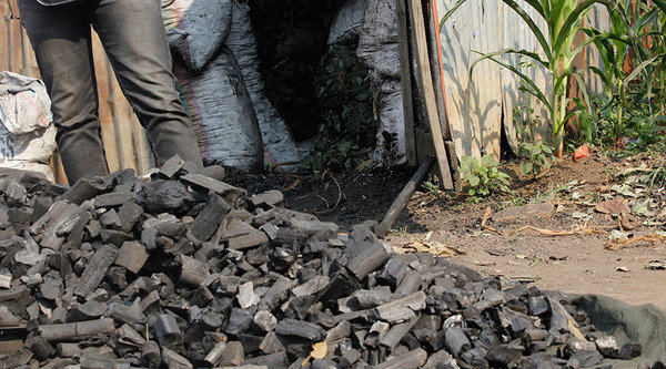 Booming charcoal business fuels deforestation fears