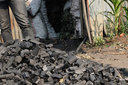 Booming charcoal business fuels deforestation fears