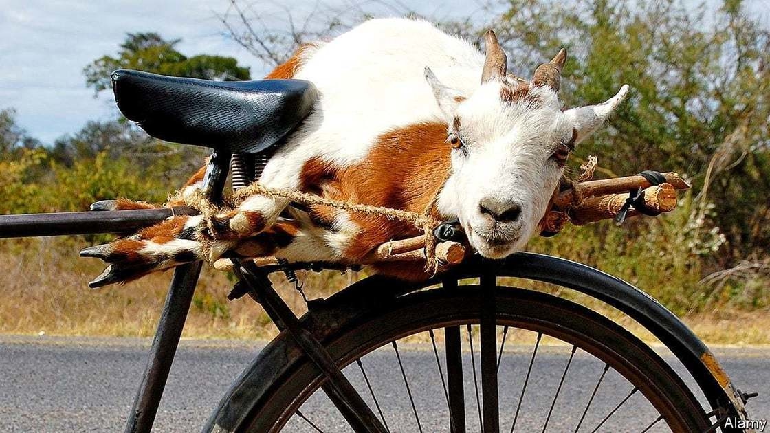 Angola’s go-to app for delivering live goats to your door