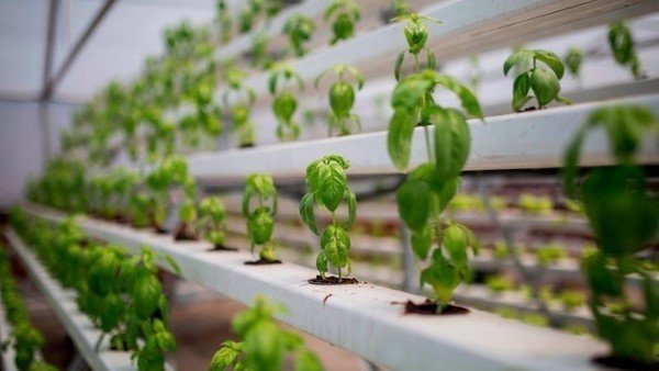 Meet the Nigerian farmer who grows crops in the air