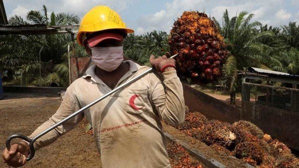 A Nigerian oil palm startup raised $4 million to build a “smart” factory