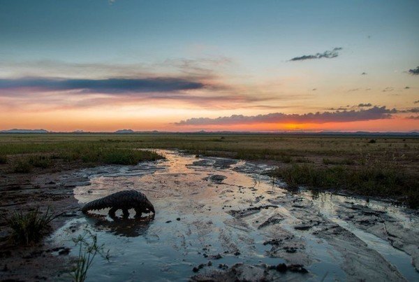 Malawi Remains Free From Trophy Hunting!