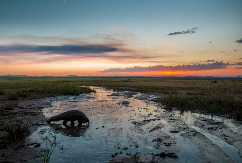 Malawi Remains Free From Trophy Hunting!