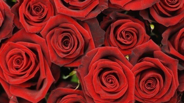 Got roses this Valentine's Day? They probably came from Kenya