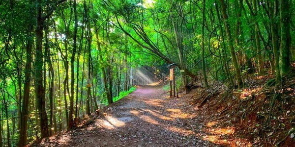 Court Issues Orders Over Karura Forest Controversy