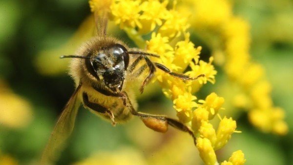 The 'farmhacker' digitizing how bees are monitored
