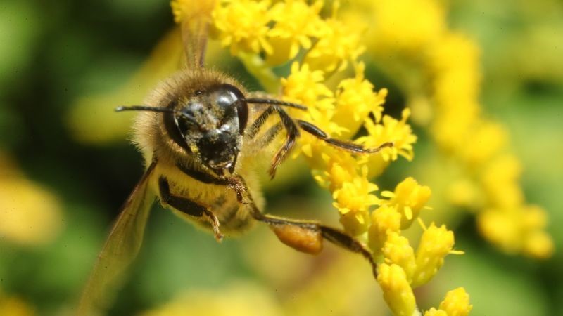 The 'farmhacker' digitizing how bees are monitored