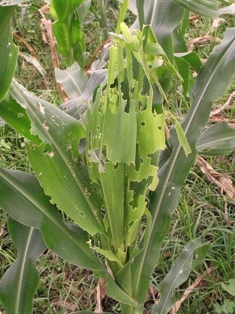 WE’VE RECORDED ARMY WORM INFESTATION, CHEMICALS ARE ALREADY IN PLACE – GOVT