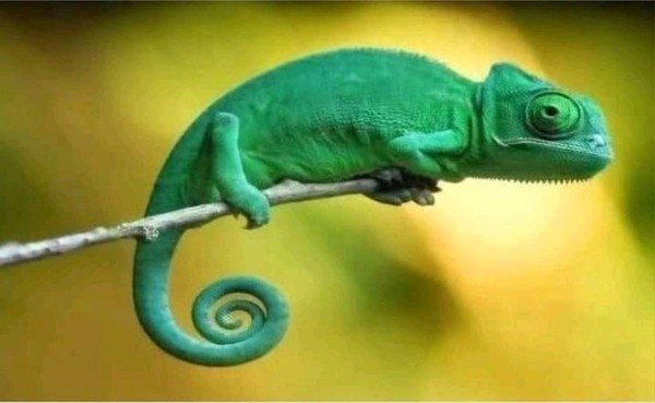 Someone has instructed his lawyers to offer legal services to the two wizards caught with charms aimed at disorienting President HH