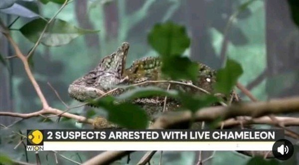 “Of Charms, Chameleons, and Presidential Perils: A Satirical Tale of Witchcraft and Politics in Zambia”