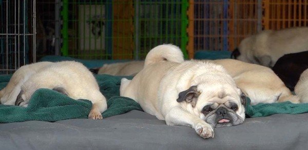 WATCH | The dog days are over: A Benoni couple has opened their home to hundreds of pugs