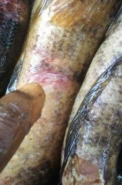 Western Region: Fishermen alarmed over mysterious fish disea...