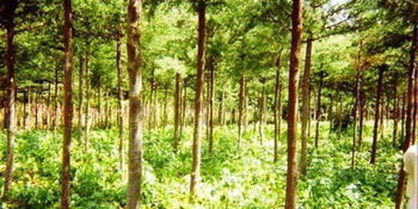 Govt Revives Controversial Shamba System Despite 3 Prior Bans