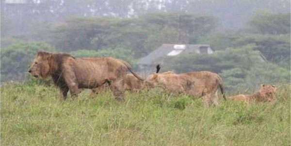 KWS Issues Update on Lions Roaming in Rongai