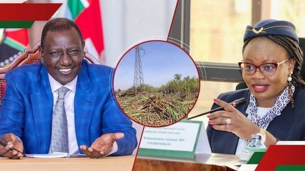 Gathoni Wamuchomba flags Ruto's sugar bonus to Mumias farmers, questions source...