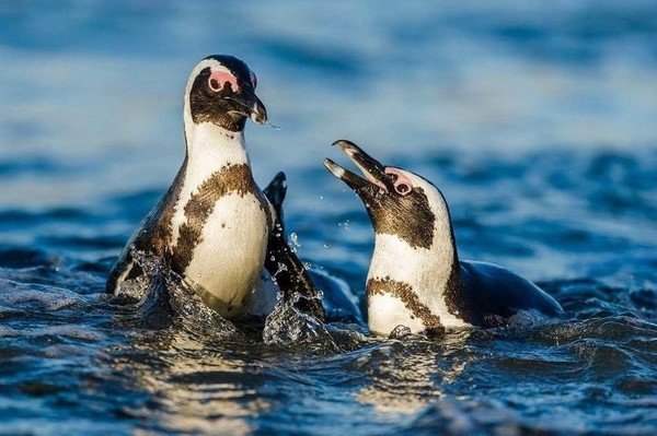 Two-thirds of South Africans don't know African penguins could be extinct in 10 years, survey finds
