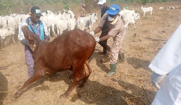 Ekiti begins mass vaccination of livestock against anthrax, others