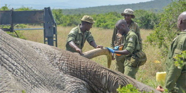 How KWS Officers Relocated Heaviest Elephant in Kenya's History