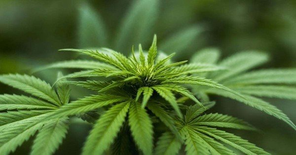 DA calls on Ramaphosa to intervene in ban on cannabis-infused food