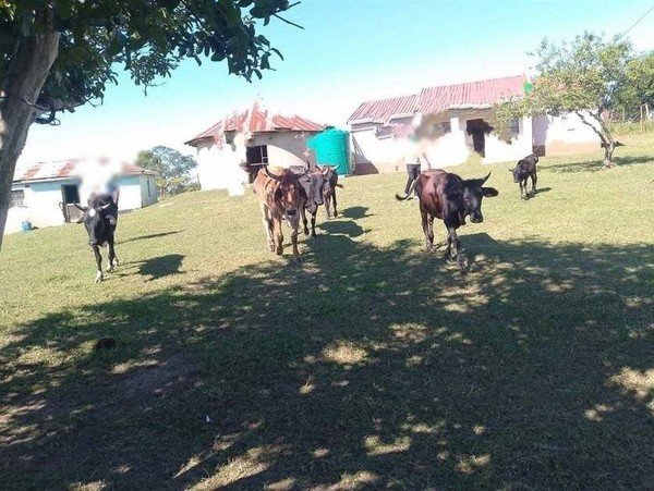 Woman arrested after police find seven dead cows, being eaten by dogs, on her homestead