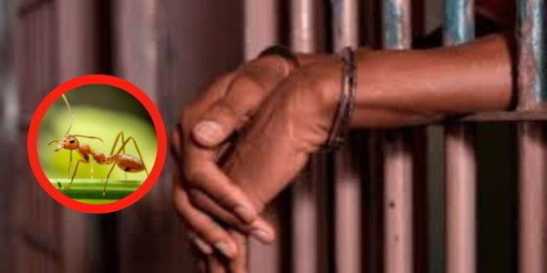 Three Foreigners Busted Smuggling Ants Worth Ksh1 Million