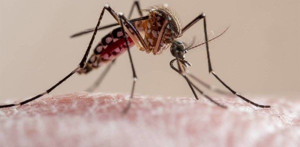 Health officials on high alert for malaria after increased cases in neighbouring countries