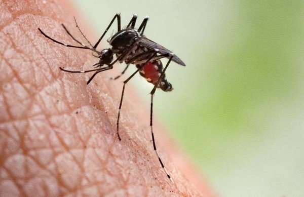 SA aims to eliminate malaria by 2030, but 96% of cases are imported from outside the country