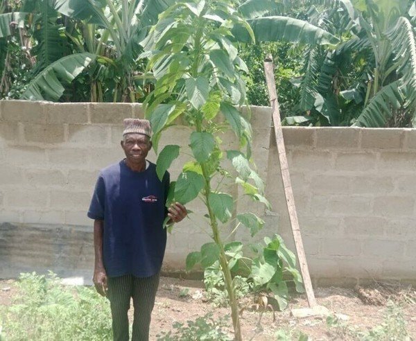 Ekiti farmer grows Africa’s record-breaking spinach plant