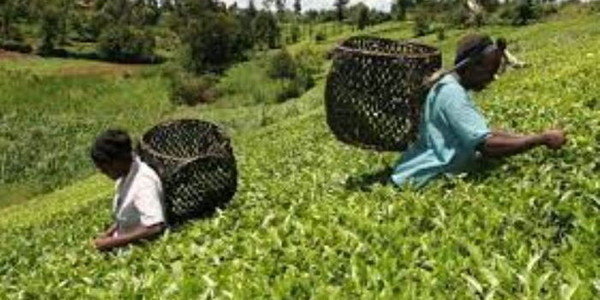 KTDA Announces Dates for 2024 Dividend Payouts