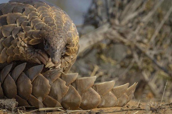 Conservationists boosted by report finding ‘major disruption’ in pangolin trade